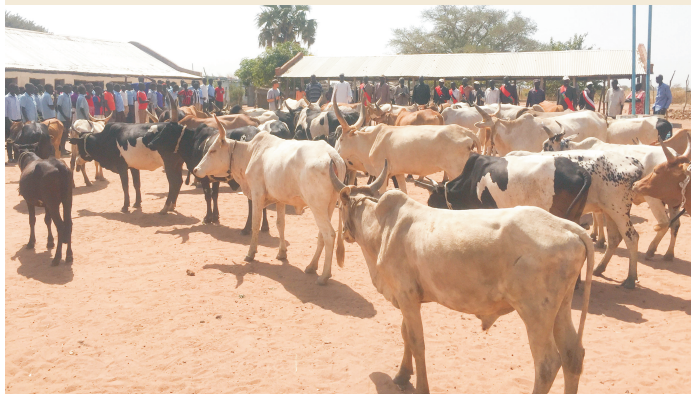 Cows self-supporting initiative